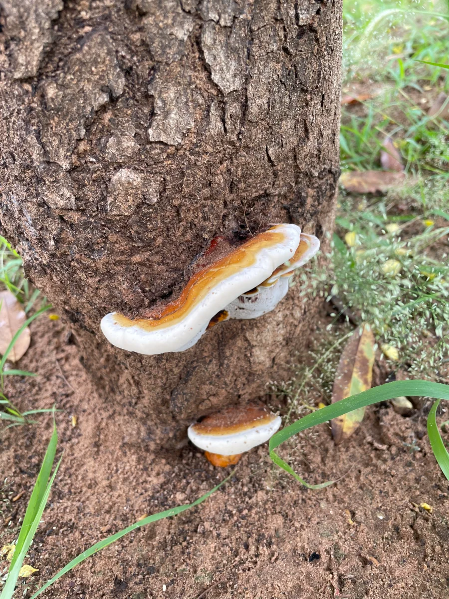 Champignon parasite (Fomitopsis pinicola ?)