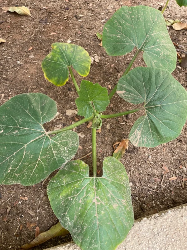 Courge doubeurre