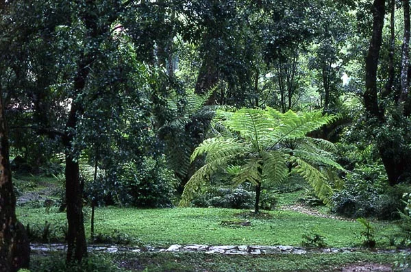 Cyathea spinulosa Wall.