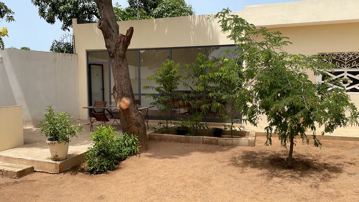 Faux ashoka (Polyalthia longifolia)