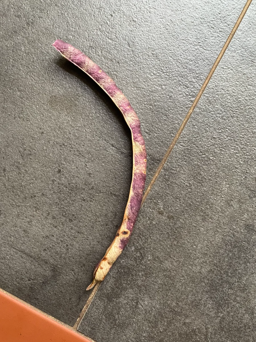 Gousse de haricot niébé