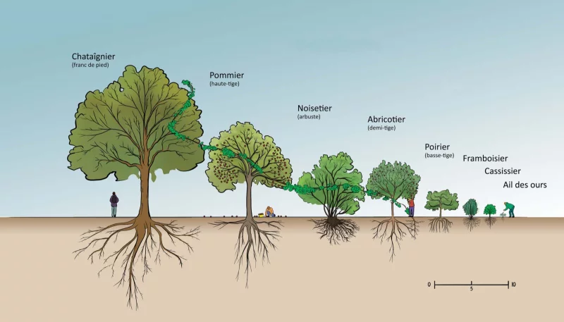 Les strates dans l'agroforesterie