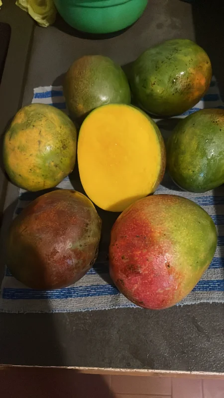 Mangues Sénégal