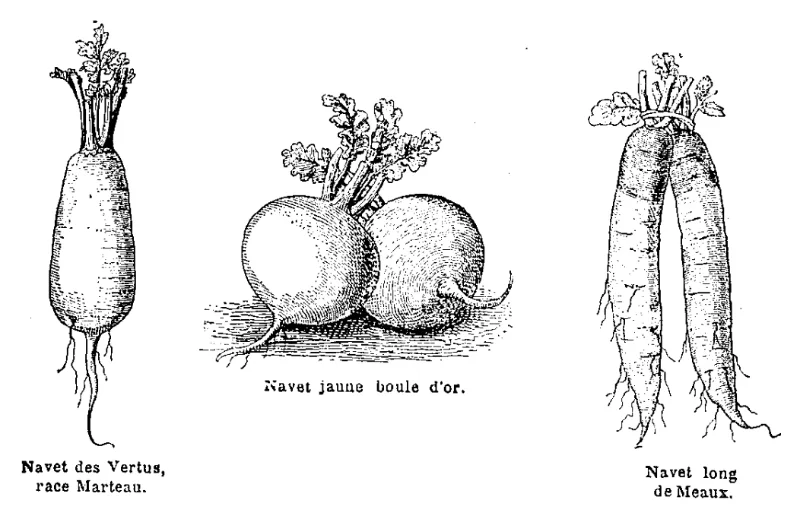 Planche ancienne navets