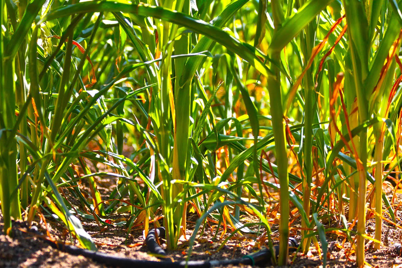 agriculture-jardinage36.com