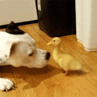 PermaForo - Retriever Club de France : une honte !