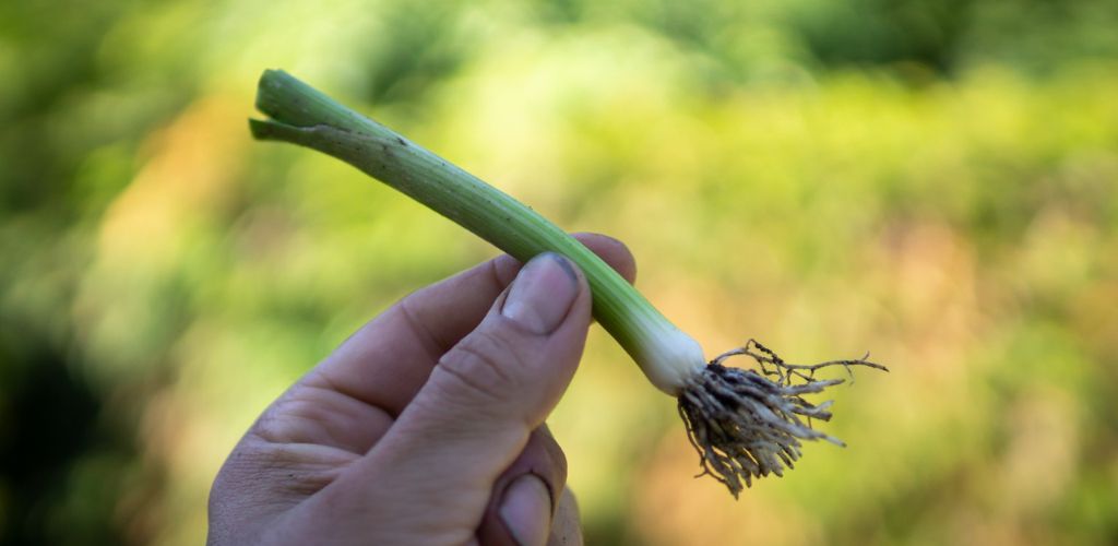 lepotagerpermacole.fr